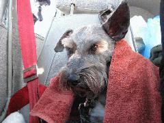 Benji was a little cold since we were flying at 10,500 feet altitude to clear the mountains east of El Paso IMG_1457.JPG